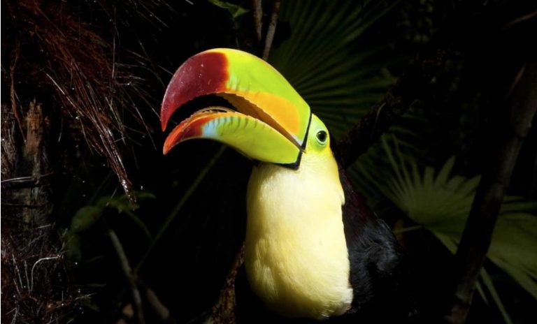 Keel-billed toucan in Belize jungle